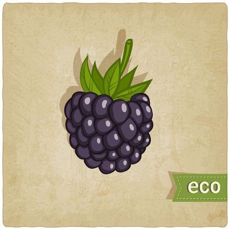 blackberry eco background - vector illustration. のイラスト素材