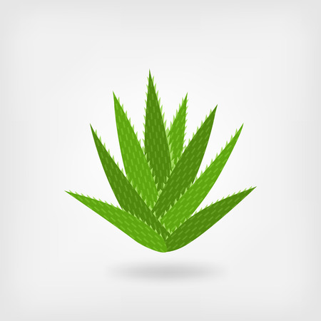 green aloe vera. vector illustration のイラスト素材