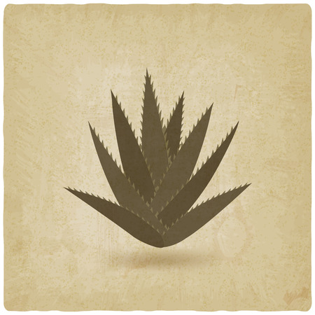 aloe vera old background. vector illustration のイラスト素材