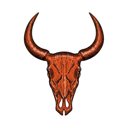 Red hand-drawn buffalo skull isolated on white background. Vector illustrationのイラスト素材