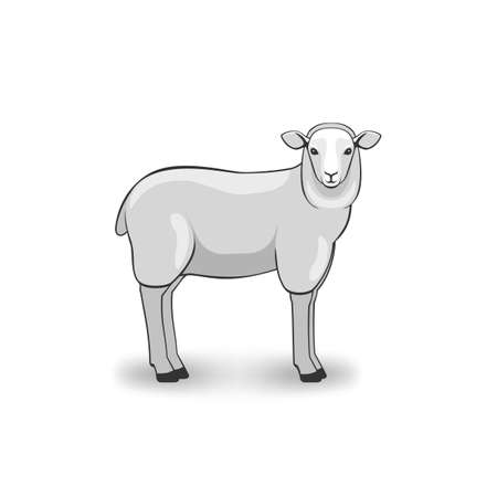 Merino Sheep on white background. Vector illustrationのイラスト素材
