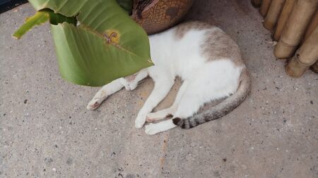 Sleeping catの写真素材