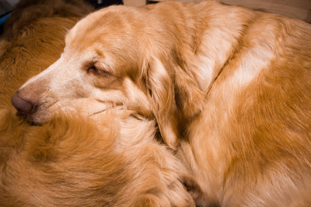 golden retriever sleeping