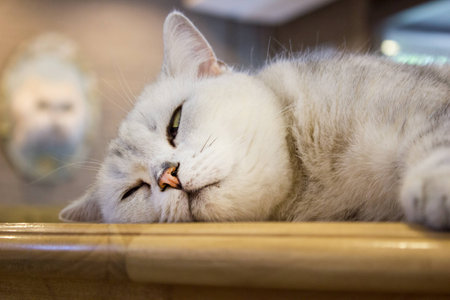 cute catの写真素材