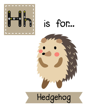 H letter tracing. Hedgehog standing on two legs Cute children zoo alphabet flash card. Funny cartoon animal. Kids abc education. Learning English vocabulary. Vector illustration.のイラスト素材