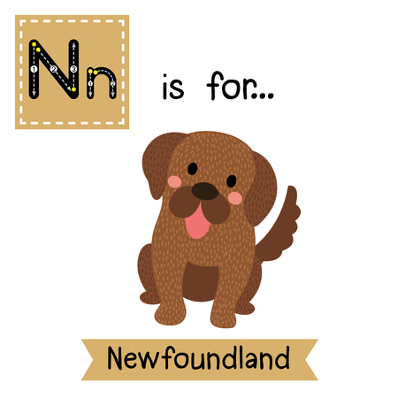 N letter tracing. Sitting Newfoundland dog. Cute children zoo alphabet flash card. Funny cartoon animal. Kids abc education. Learning English vocabulary. illustration.のイラスト素材