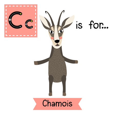 C letter tracing. Chamois standing on two legs. Cute children zoo alphabet flash card. Funny cartoon animal. Kids abc education. Learning English vocabulary. illustration.のイラスト素材