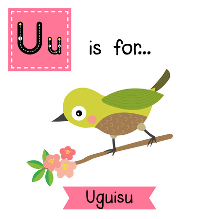 U letter tracing. Uguisu bird Japanese bush warbler. Cute children zoo alphabet flash card. Funny cartoon animal. Kids abc education. Learning English vocabulary. illustration.のイラスト素材