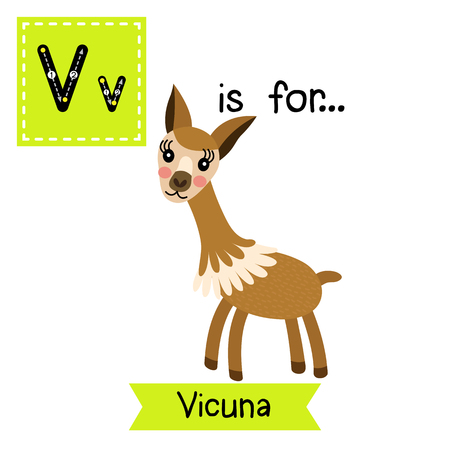 V letter tracing. Vicuna. Cute children zoo alphabet flash card. Funny cartoon animal. Kids abc education. Learning English vocabulary. illustration.のイラスト素材