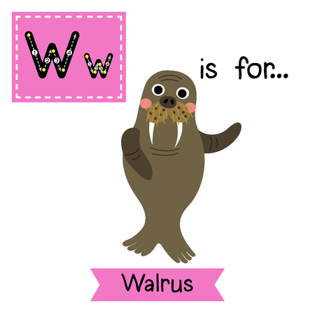 W letter tracing. Walrus. Cute children zoo alphabet flash card. Funny cartoon animal. Kids abc education. Learning English vocabulary. illustration.のイラスト素材