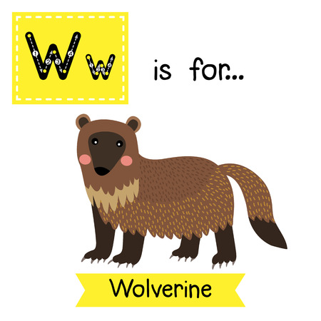W letter tracing. Wolverine. Cute children zoo alphabet flash card. Funny cartoon animal. Kids abc education. Learning English vocabulary. illustration.のイラスト素材