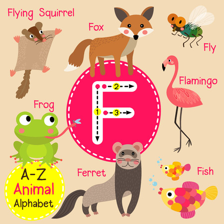 F letter tracing. Ferret. Fish. Flamingo. Fly. Flying Squirrel. Fox. Frog. Cute children zoo alphabet flash card. Funny cartoon animal. Kids abc education. Learning English vocabulary. Vector illustration.のイラスト素材