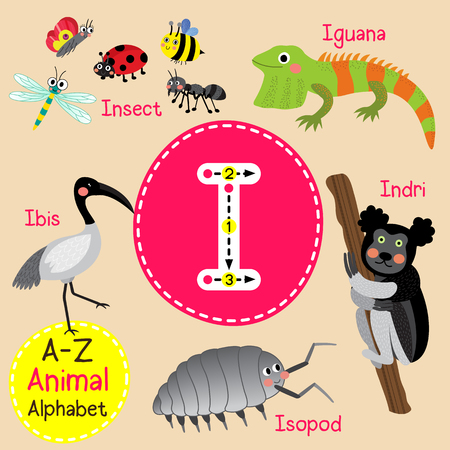 I letter tracing. Insect.  Iguana. Isopod. Indri. Ibis bird. Cute children zoo alphabet flash card. Funny cartoon animal. Kids abc education. Learning English vocabulary. illustration.のイラスト素材