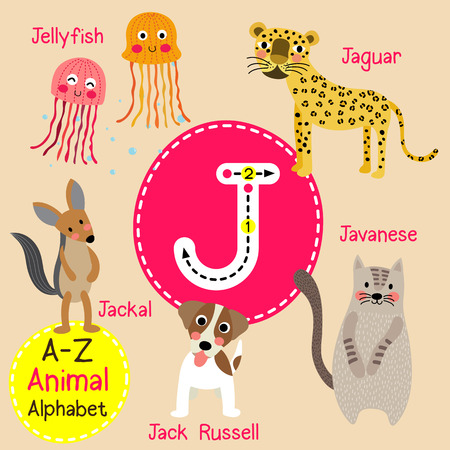 J letter tracing. Jaguar. Jellyfish. Jack Russell. Jackal. Javanese. Cute children zoo alphabet flash card. Funny cartoon animal. Kids abc education. Learning English vocabulary. illustration.のイラスト素材