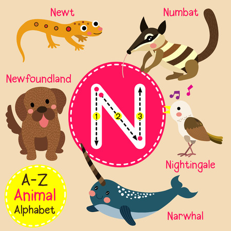 N letter tracing. Narwhal. Newfoundland. Newt. Nightingale. Numbat. Cute children zoo alphabet flash card. Funny cartoon animal. Kids abc education. Learning English vocabulary. illustration.のイラスト素材