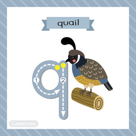 Letter Q lowercase cute children colorful zoo and animals ABC alphabet tracing flashcard of Quail bird perching on wood log for kids learning English vocabulary and handwriting vector illustration.のイラスト素材