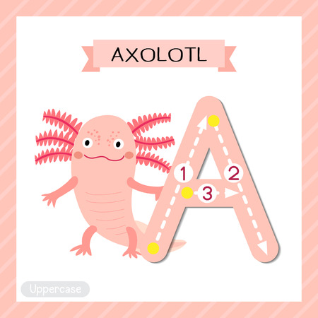 Letter A uppercase cute children colorful zoo and animals ABC alphabet tracing flashcard of Axolotl for kids learning English vocabulary and handwriting vector illustration.のイラスト素材