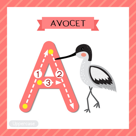 Letter A uppercase cute children colorful zoo and animals ABC alphabet tracing flashcard of Avocet for kids learning English vocabulary and handwriting vector illustration.のイラスト素材