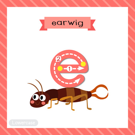 Letter E lowercase cute children colorful zoo and animals ABC alphabet tracing flashcard of Crawling Earwig insect for kids learning English vocabulary and handwriting vector illustration.のイラスト素材