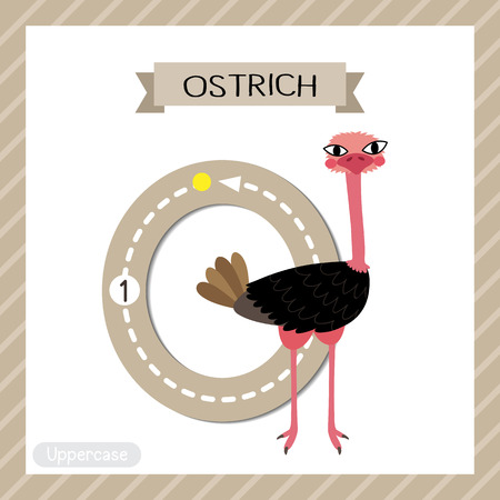 Letter O uppercase cute children colorful zoo and animals ABC alphabet tracing flashcard of Standing Ostrich for kids learning English vocabulary and handwriting vector illustration.