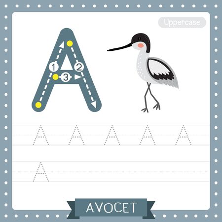 Letter A uppercase cute children colorful zoo and animals ABC alphabet tracing practice worksheet of Avocet for kids learning English vocabulary and handwriting vector illustration.のイラスト素材