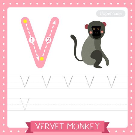 Letter V uppercase cute children colorful zoo and animals ABC alphabet tracing practice worksheet of Vervet Monkey for kids learning English vocabulary and handwriting vector illustration.のイラスト素材