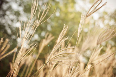 Warm tone of grass field and blurred bokeh  backgroundの写真素材