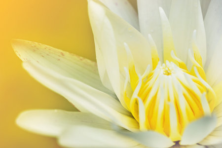 Close up beautiful lotus flowerの写真素材