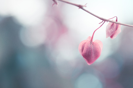 Vintage style of Coral vine plant with blur backgroundの写真素材