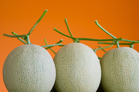 Melon fruits with orange backgroundの写真素材