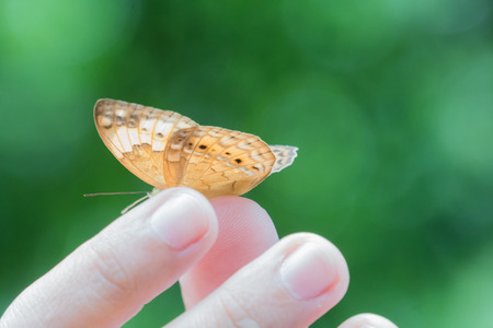 Butterfly on hand with selective focus point
の写真素材