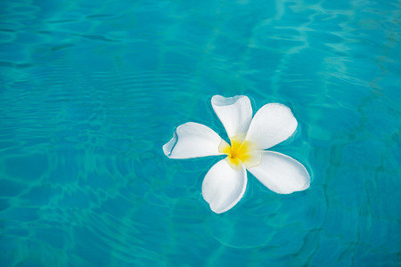 White Plumeria flower floating on blue waterの写真素材