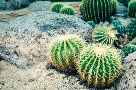Round cactus plant in the gardenの写真素材