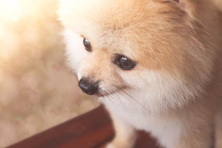 Pomeranian dog portrait with  bokeh backgroundの写真素材