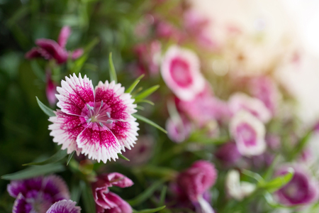 Dianthus flowers in the gardenの写真素材