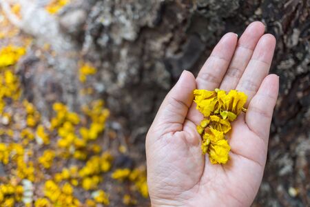 Yellow flowers in female handの写真素材
