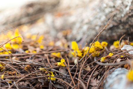Yellow flowers on ground floorの写真素材