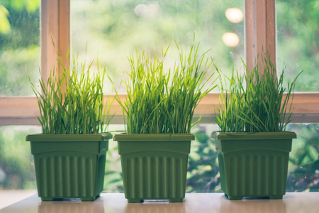Artificial plant pots on windowsill, vintage style with selective focus pointの写真素材
