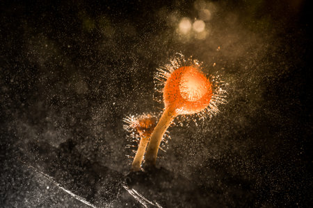 Orange mushroom ,Champagne mushroom or eyelash cup mushroom with sparkling droplets  in the...