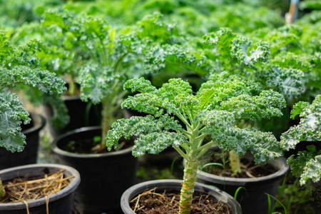 Organic broccoli in vegetable gardenの写真素材