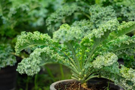 Organic broccoli in vegetable gardenの写真素材