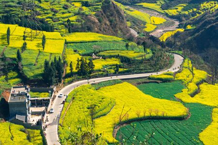 Rapeseed flowers at Snail farm Luositian Field in Luoping County, Chinaの写真素材