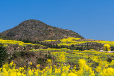 Rapeseed flowers at Snail farm Luositian Field in Luoping County, China