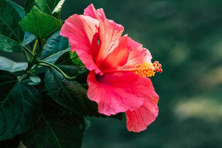 Red Hibiscus flower in the garden with blur backgroundの写真素材