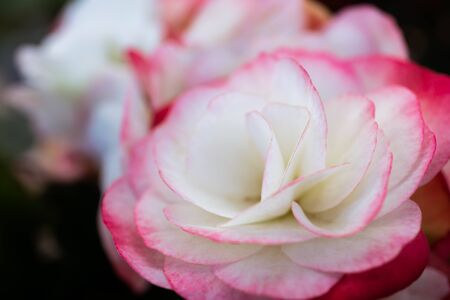 Red and white Begonia flowers in the gardenの写真素材