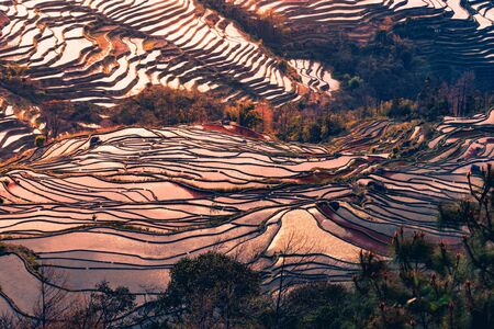 Hani Terraced rice fields of YuanYang, China during the golden hour.の写真素材