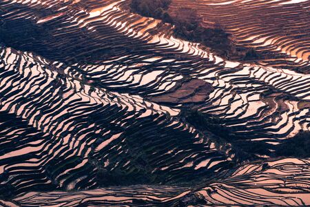 Hani Terraced rice fields of YuanYang, China during the golden hourの写真素材