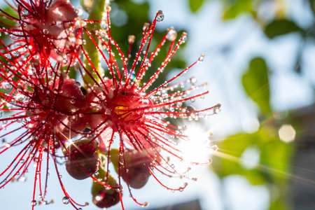 Water drops on red flower with sparkling