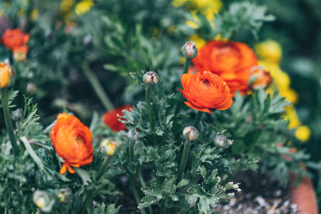 Orange Persian Buttercup or Asiatic buttercup flowers with green leaves in the gardenの写真素材