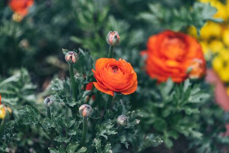 Orange Persian Buttercup or Asiatic buttercup flowers with green leaves in the gardenの写真素材